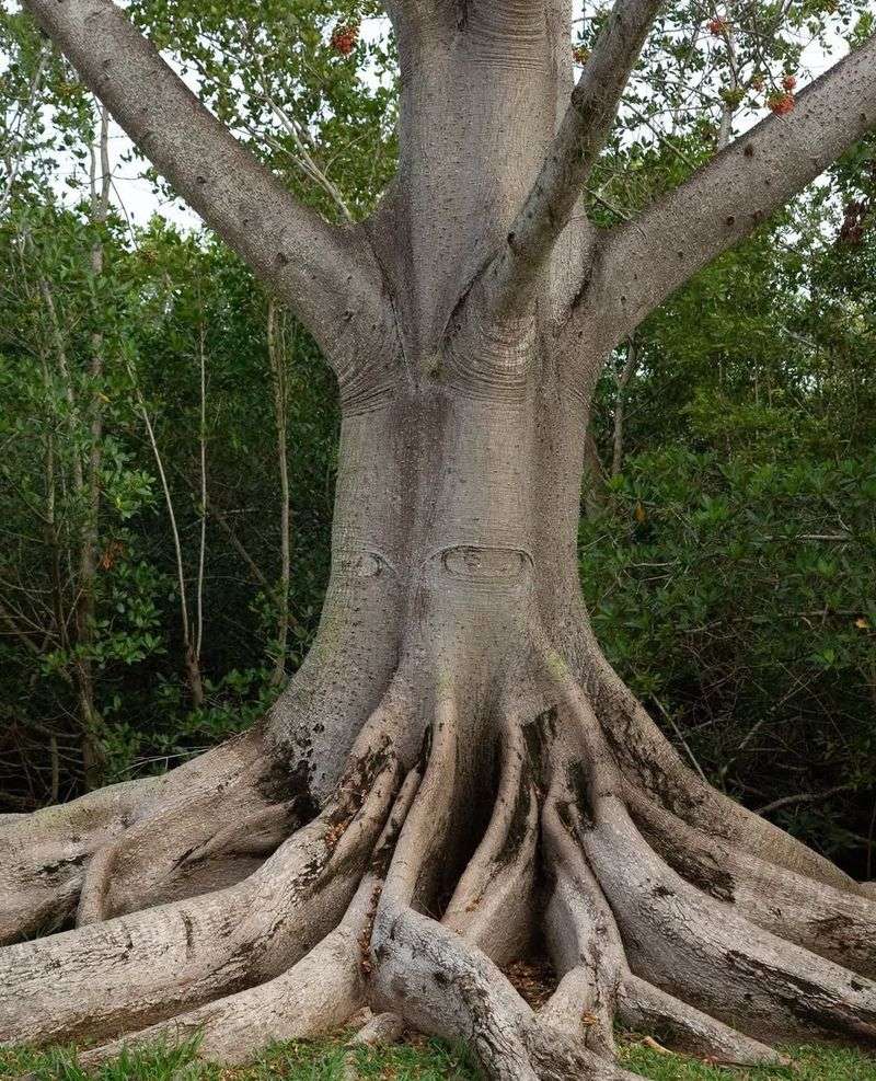 Kapok Tree (Ceiba pentandra)