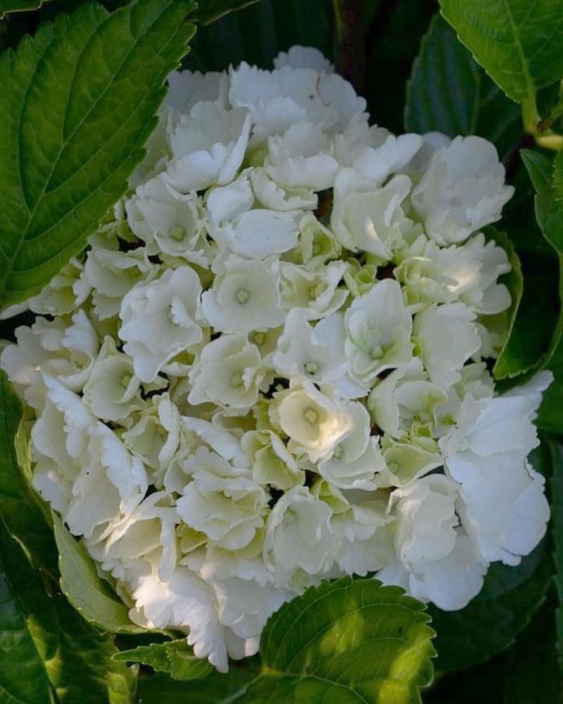 Zebra Hydrangea