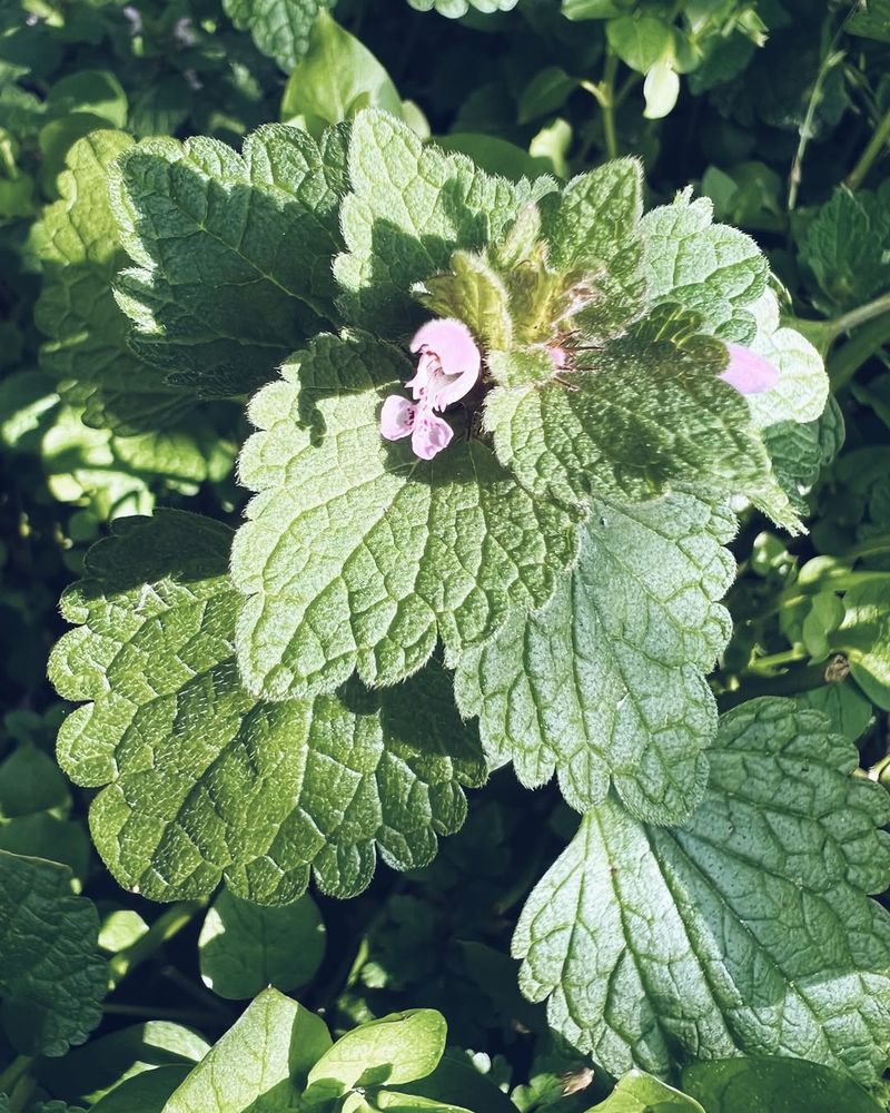 Lamium (Dead Nettle)