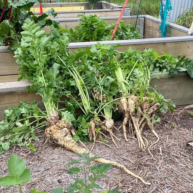 Parsnip Greens