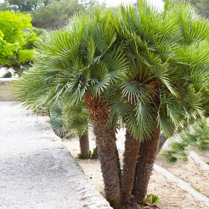 European Fan Palm