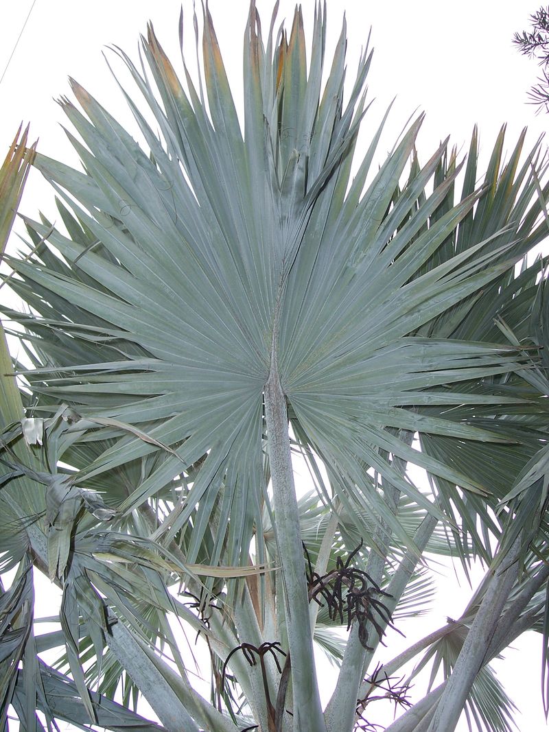 Fan Palm