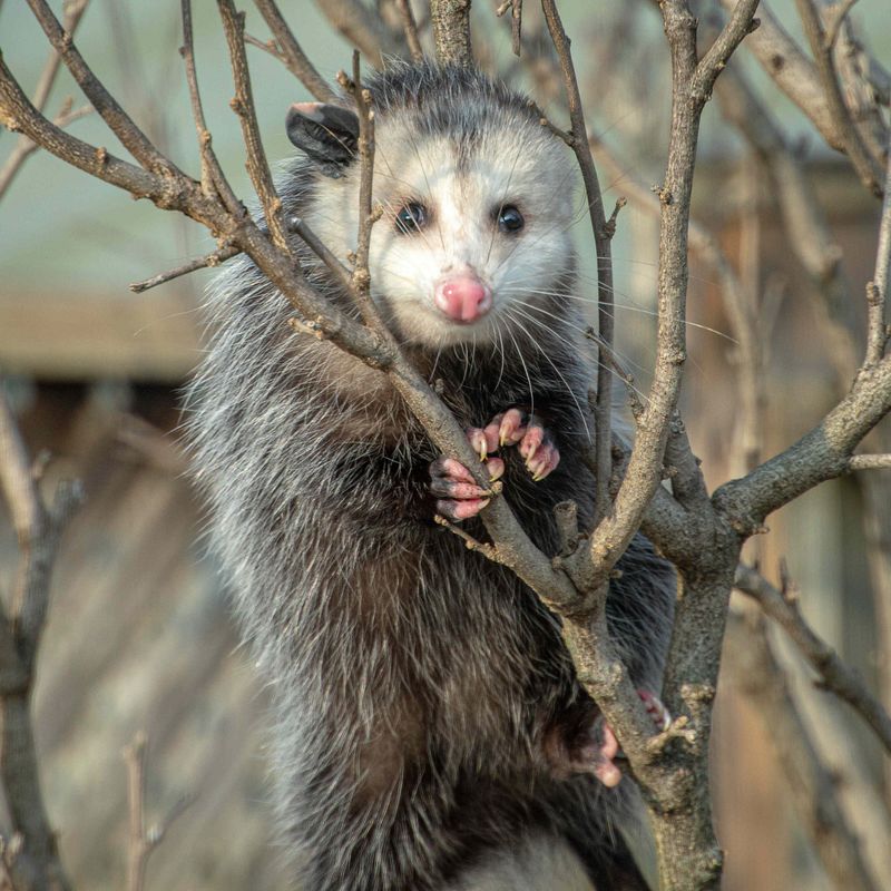 Possum