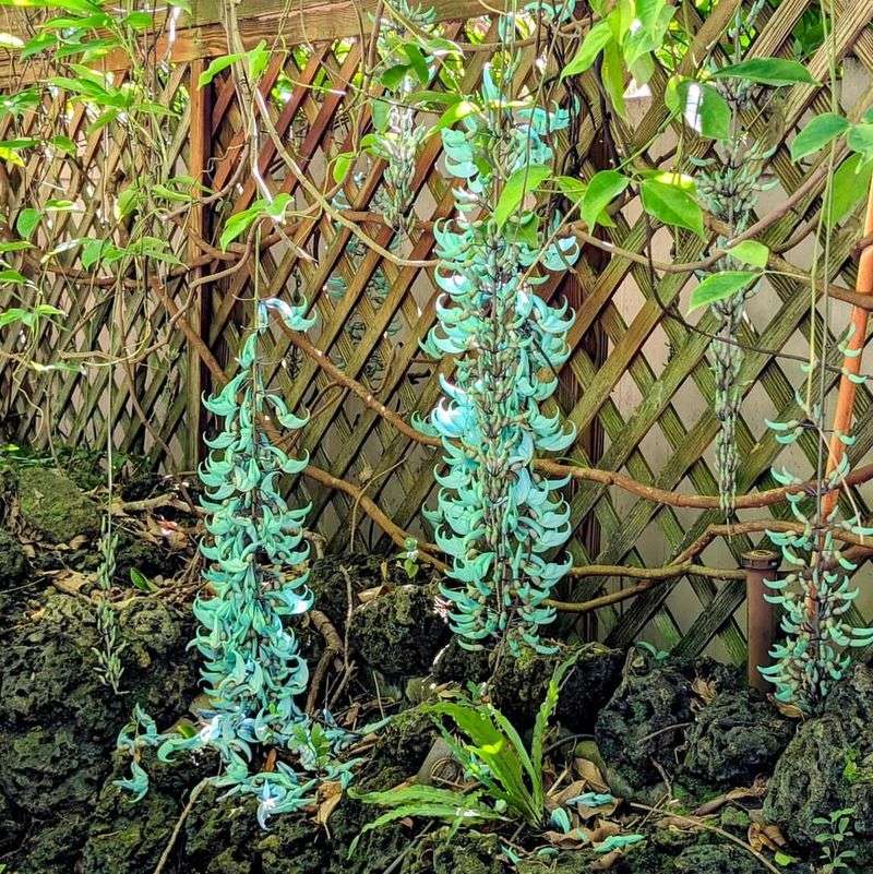 Jade Vine