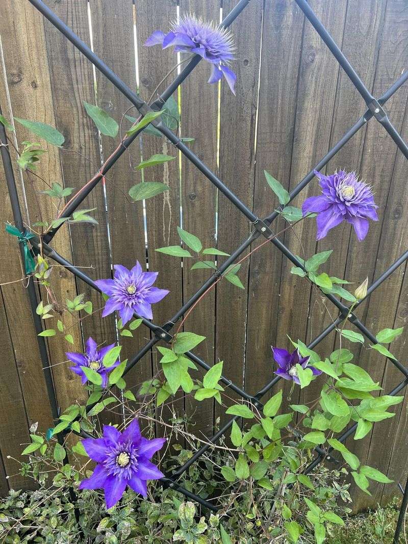 Clematis – A Tidy, Blooming Climber