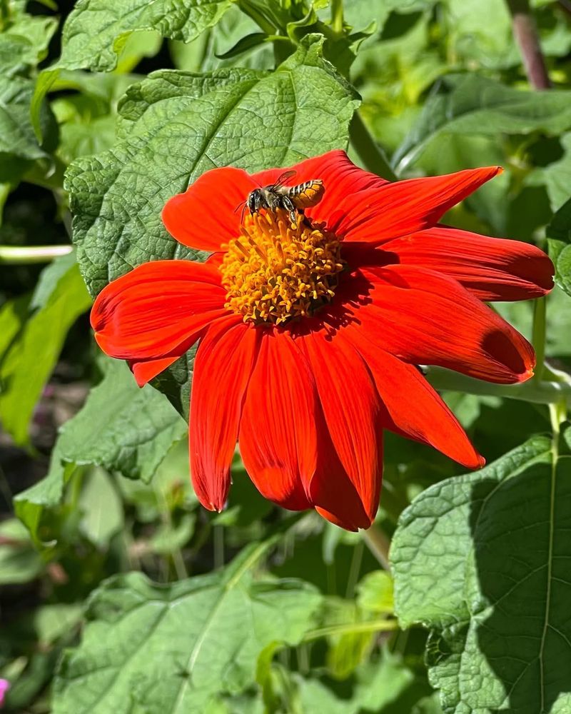 Mexican Sunflower