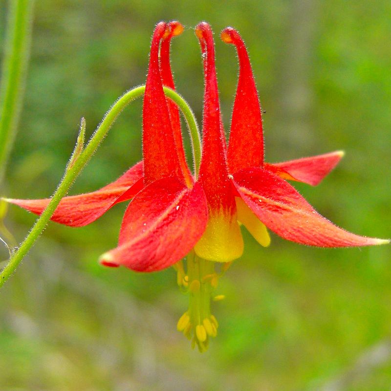 Wild Columbine