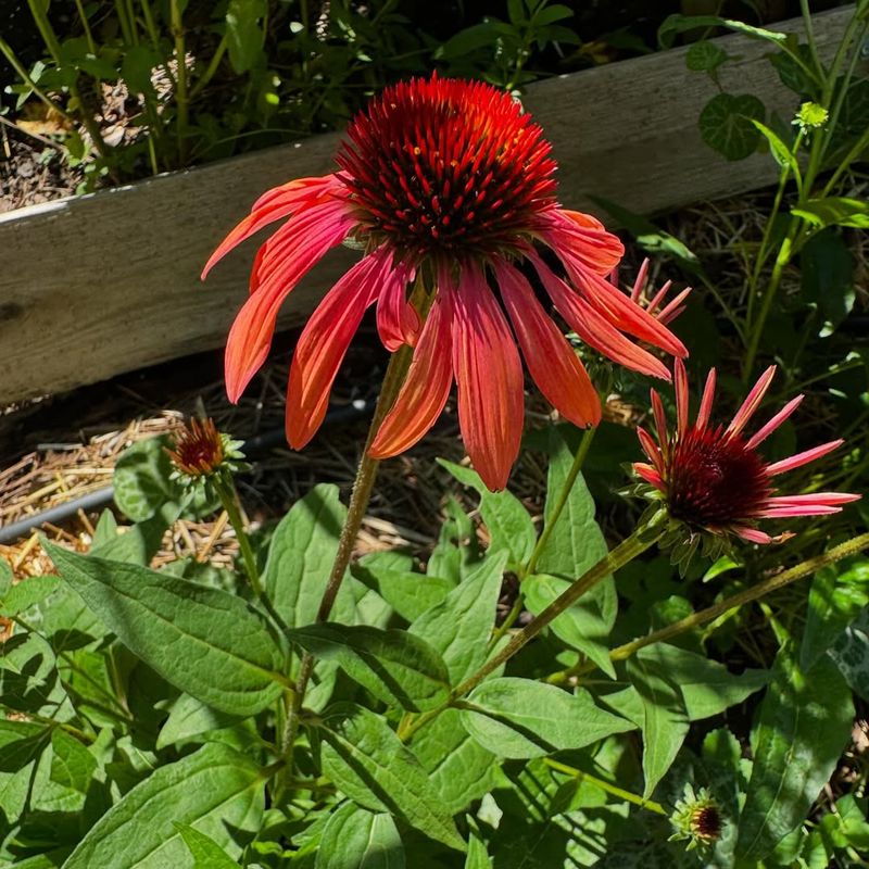 Coneflower