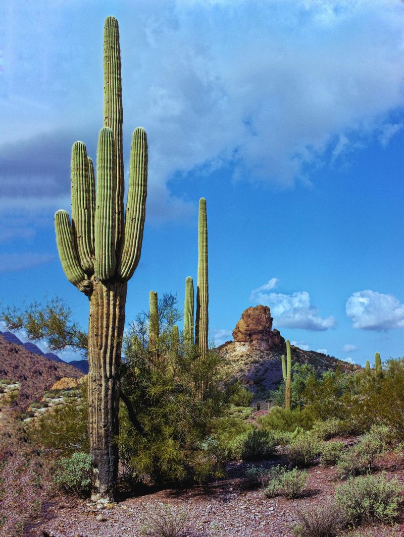 Cacti's Water Storage