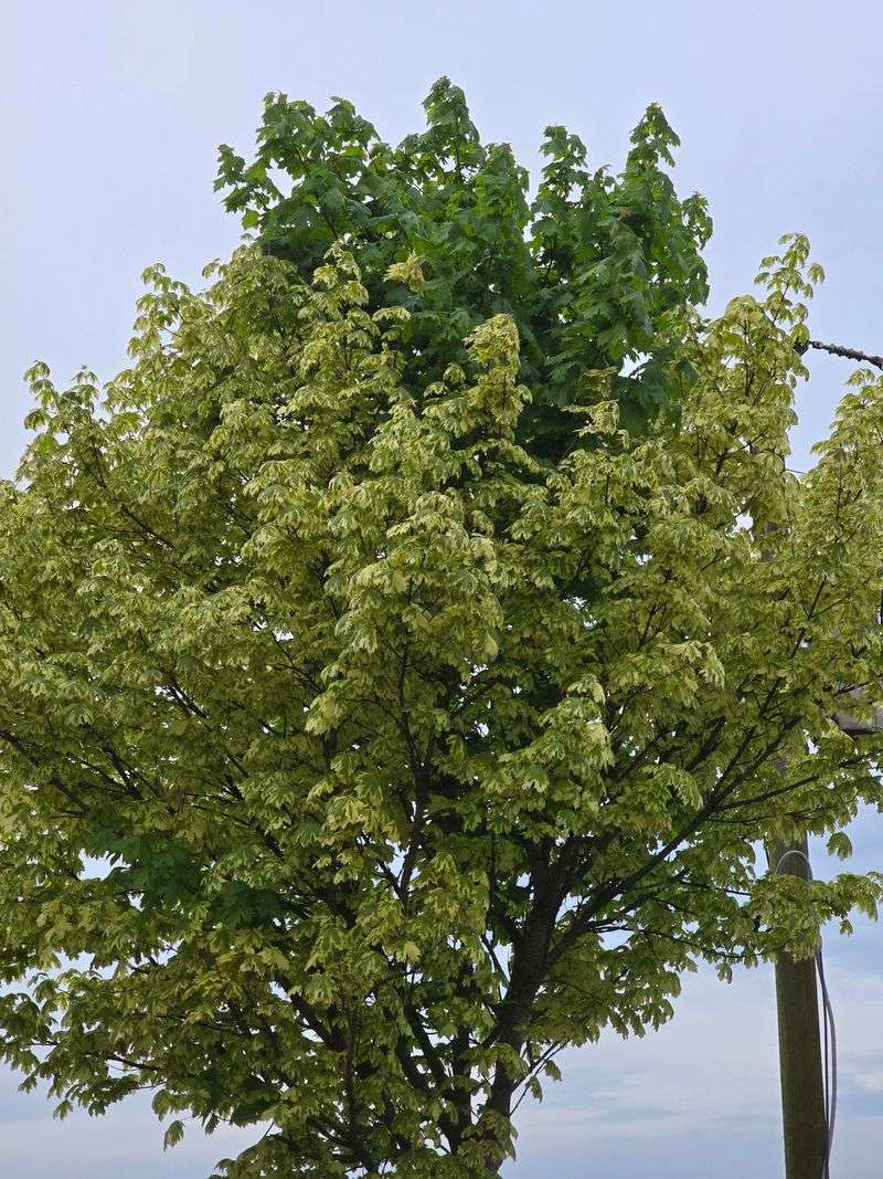 Norway Maple (Acer platanoides)