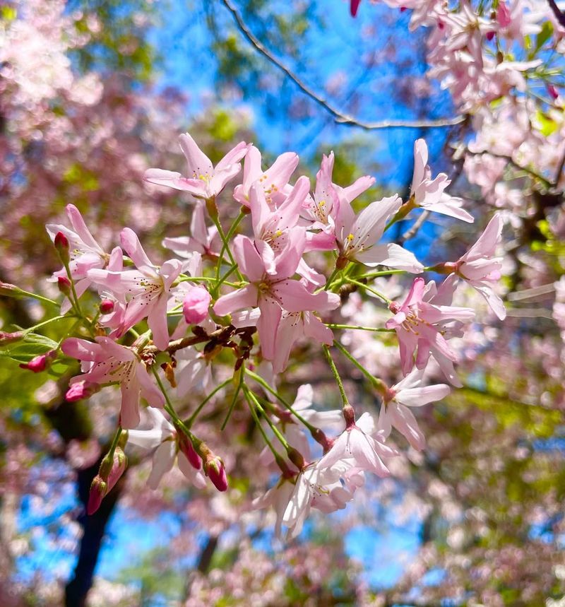 Cherry Blossom Tree