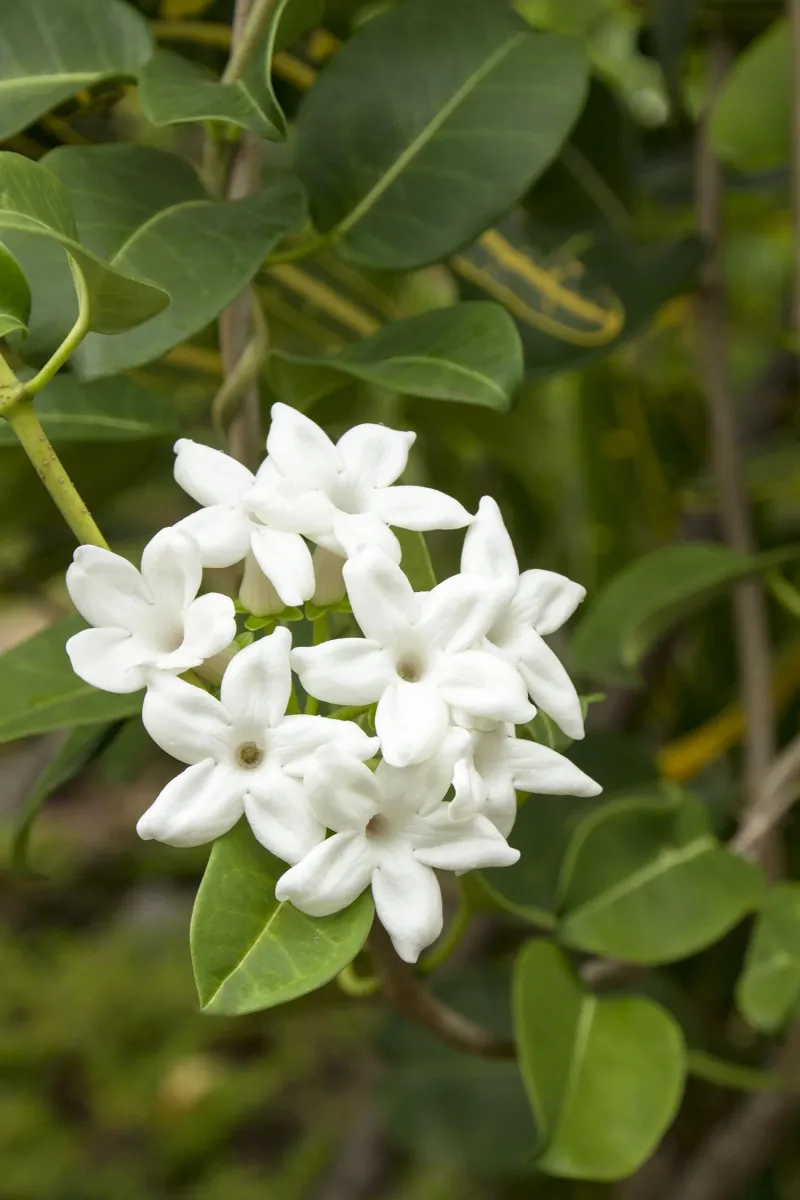 Stephanotis