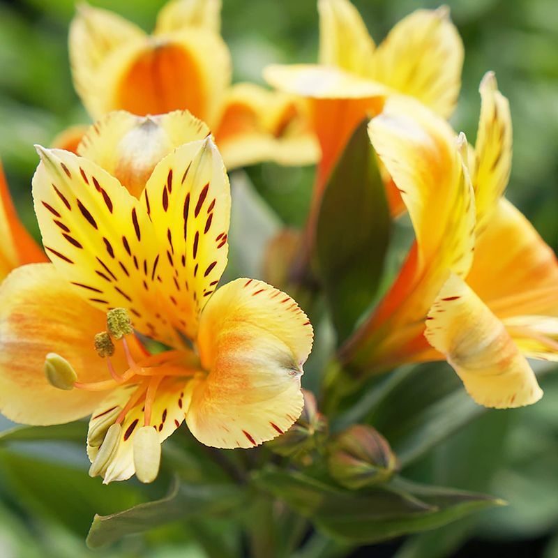 Peruvian Lily