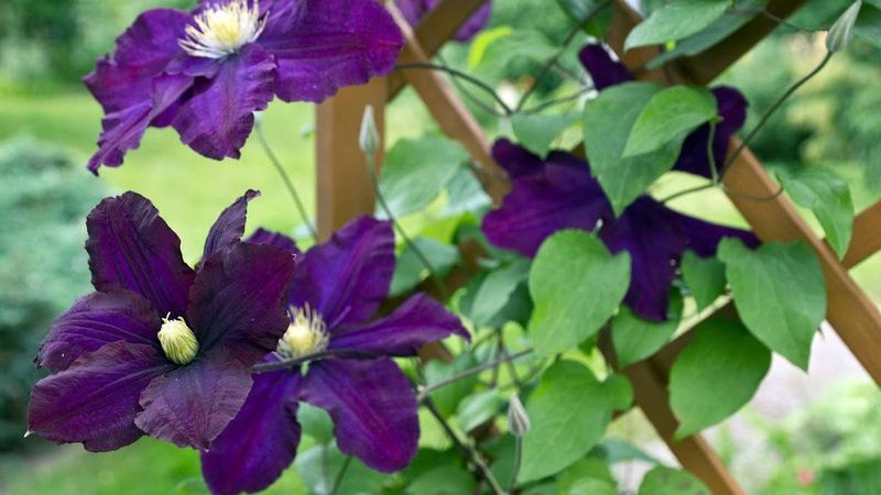 Clematis