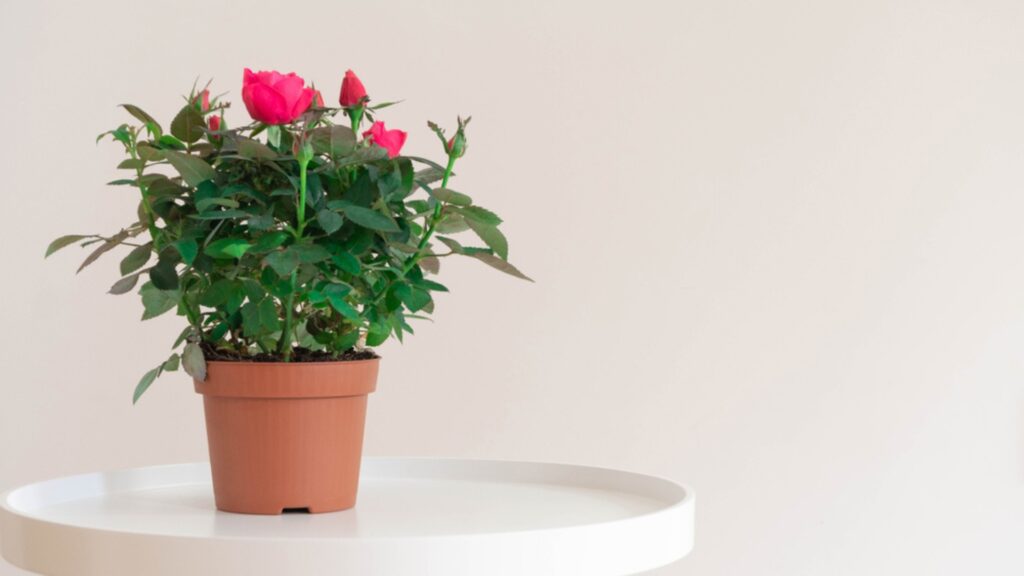 miniature rose