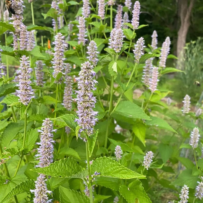 Hyssop – A Garden Rival That Hinders Growth