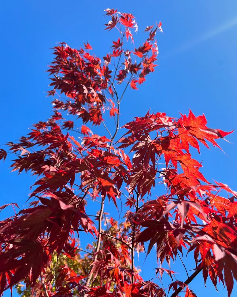 Japanese Maple