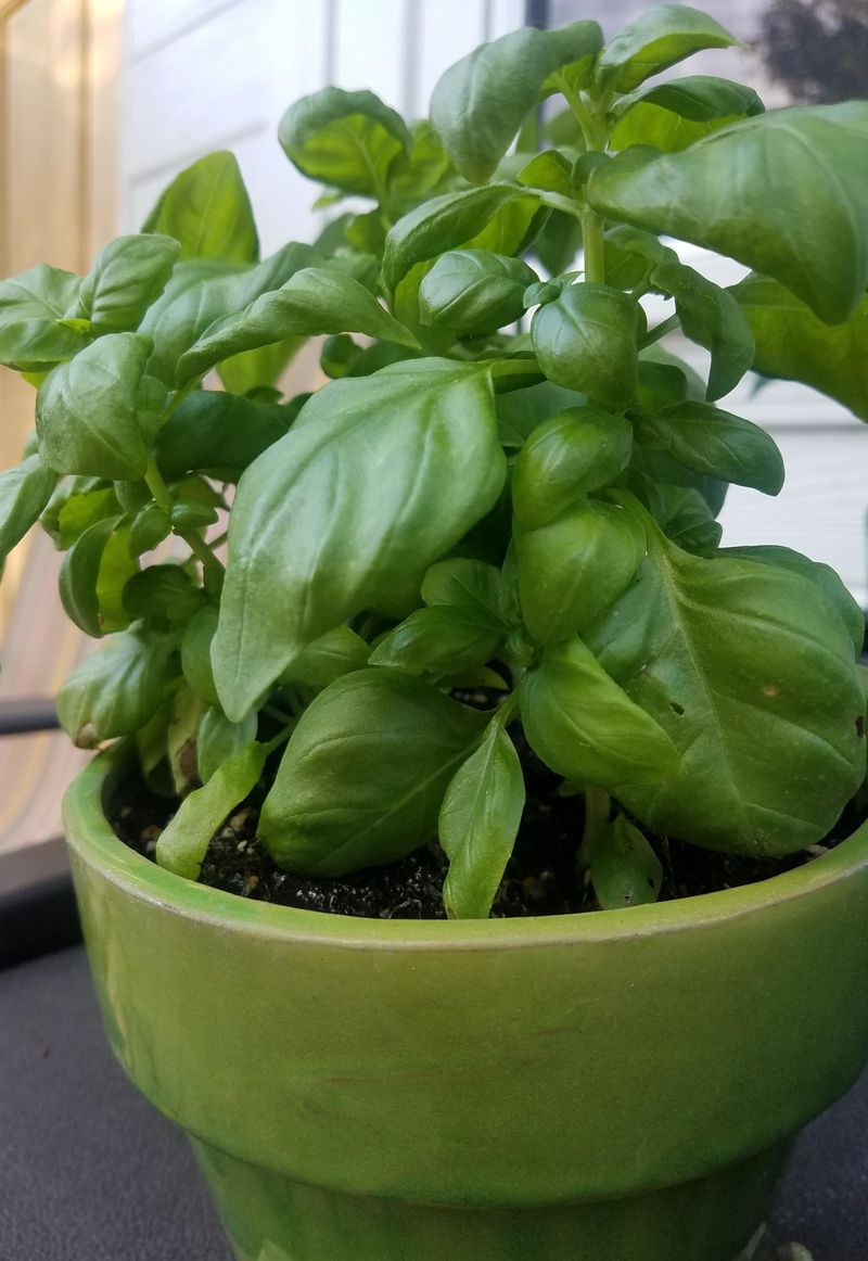 Basil