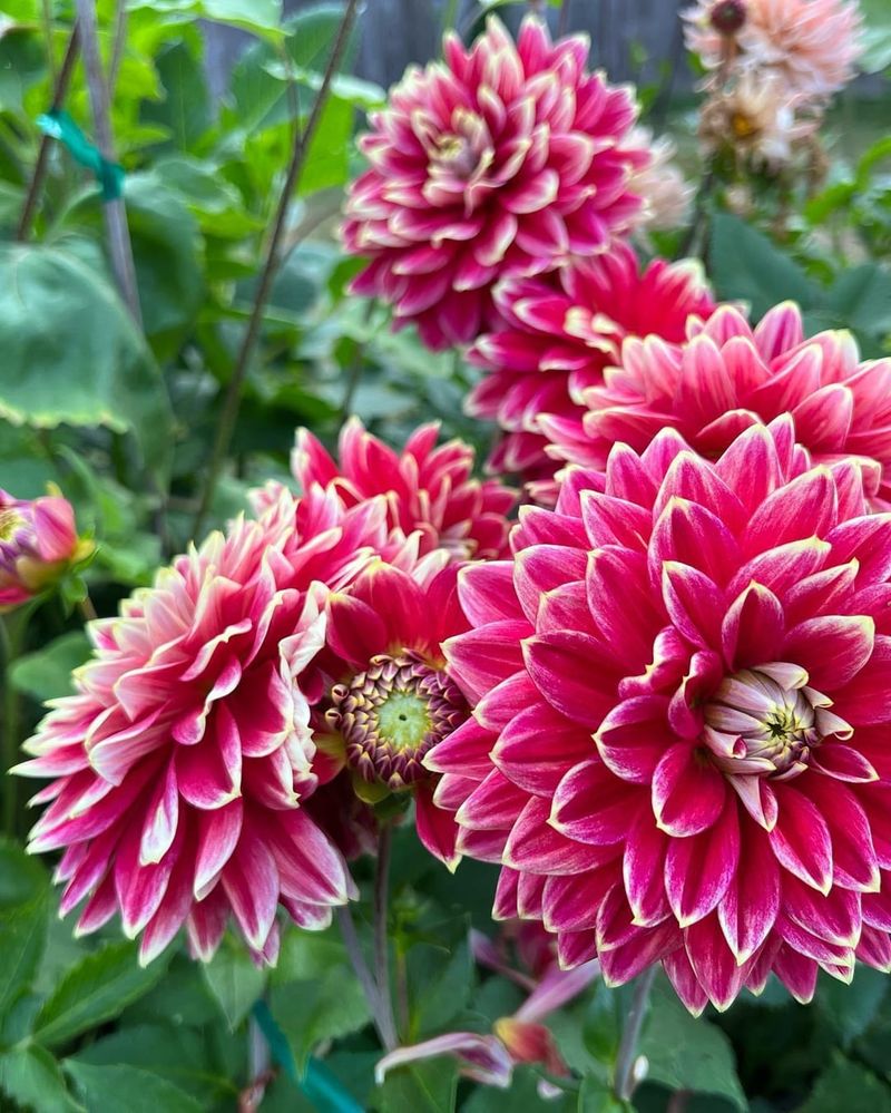 Dahlias