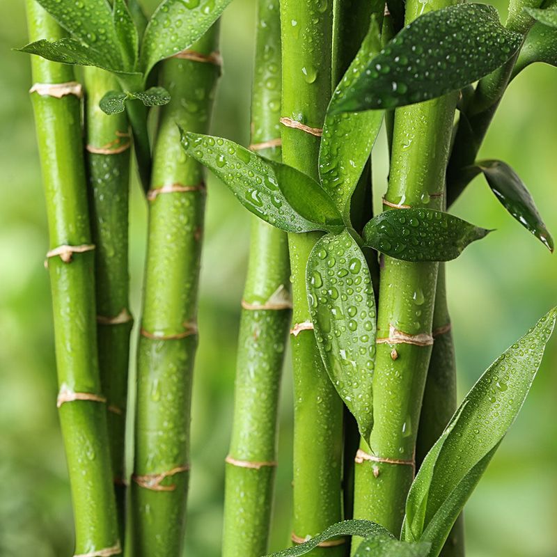 Bamboo