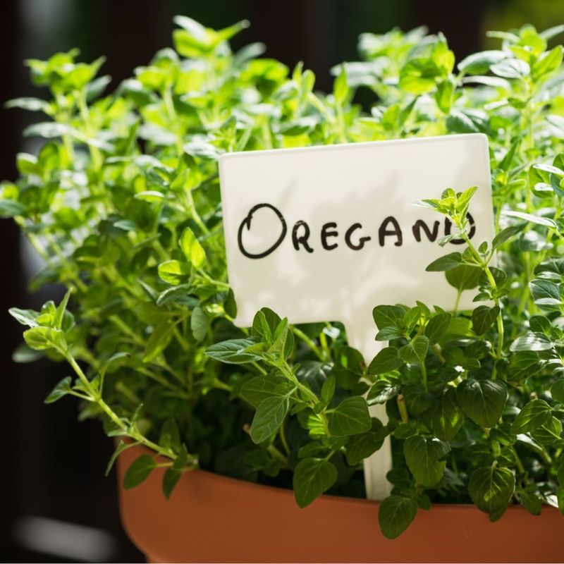 Oregano