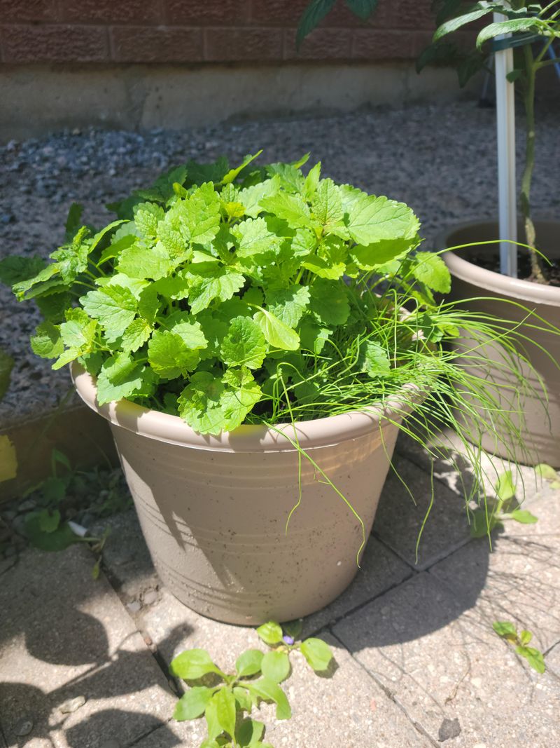 Lemon Balm