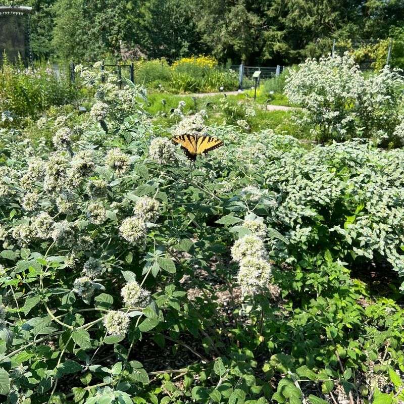 Mountain Mint