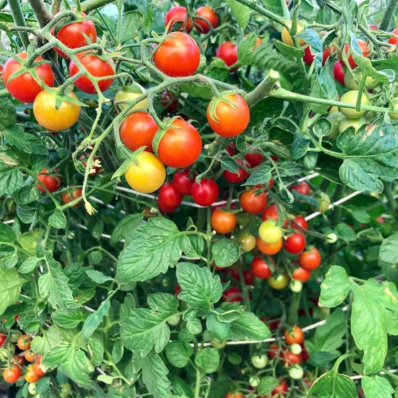 Cherry Tomatoes