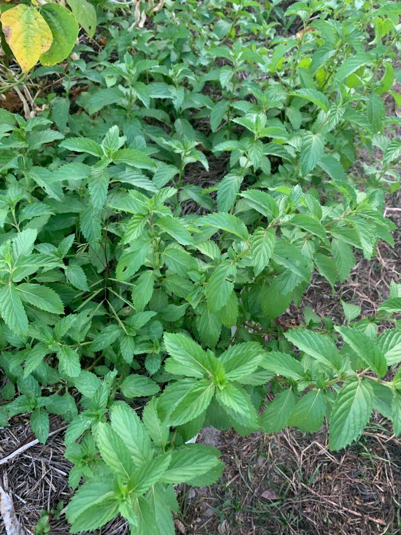 Mint (Mentha spp.)