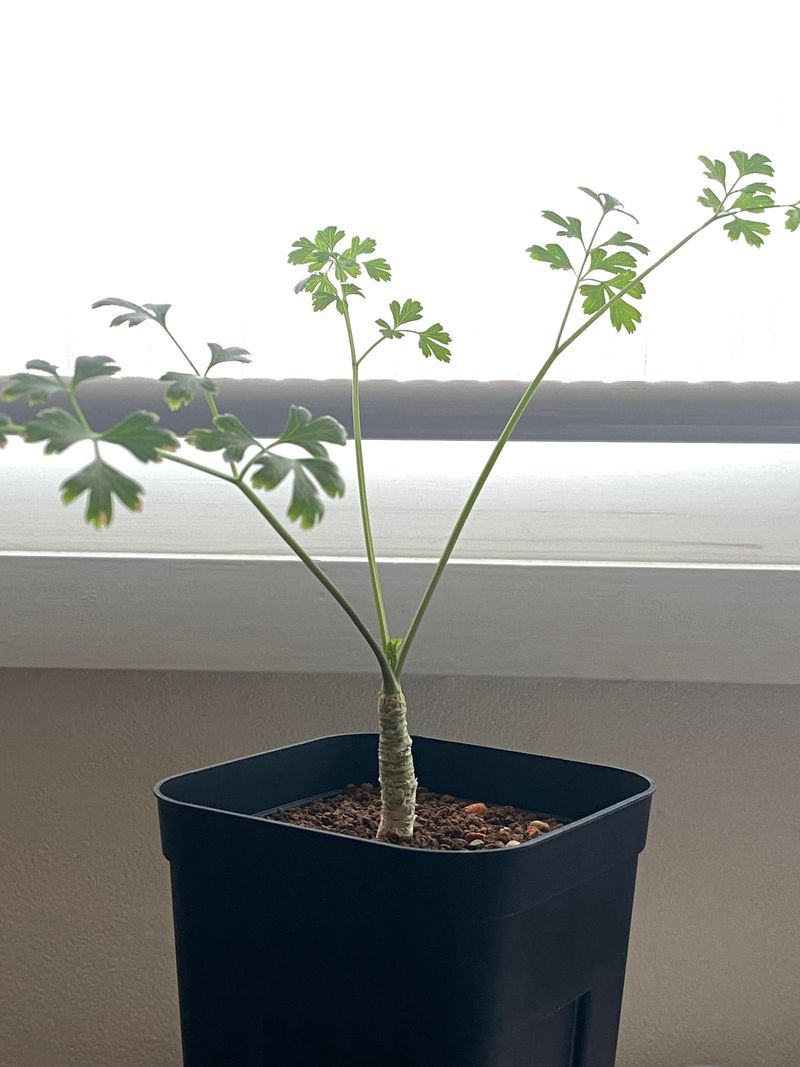 Parsley Stems