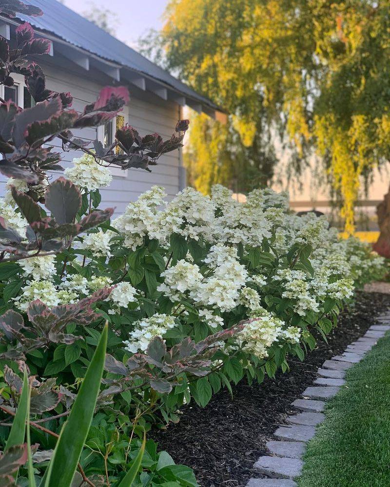 Firelight Hydrangea