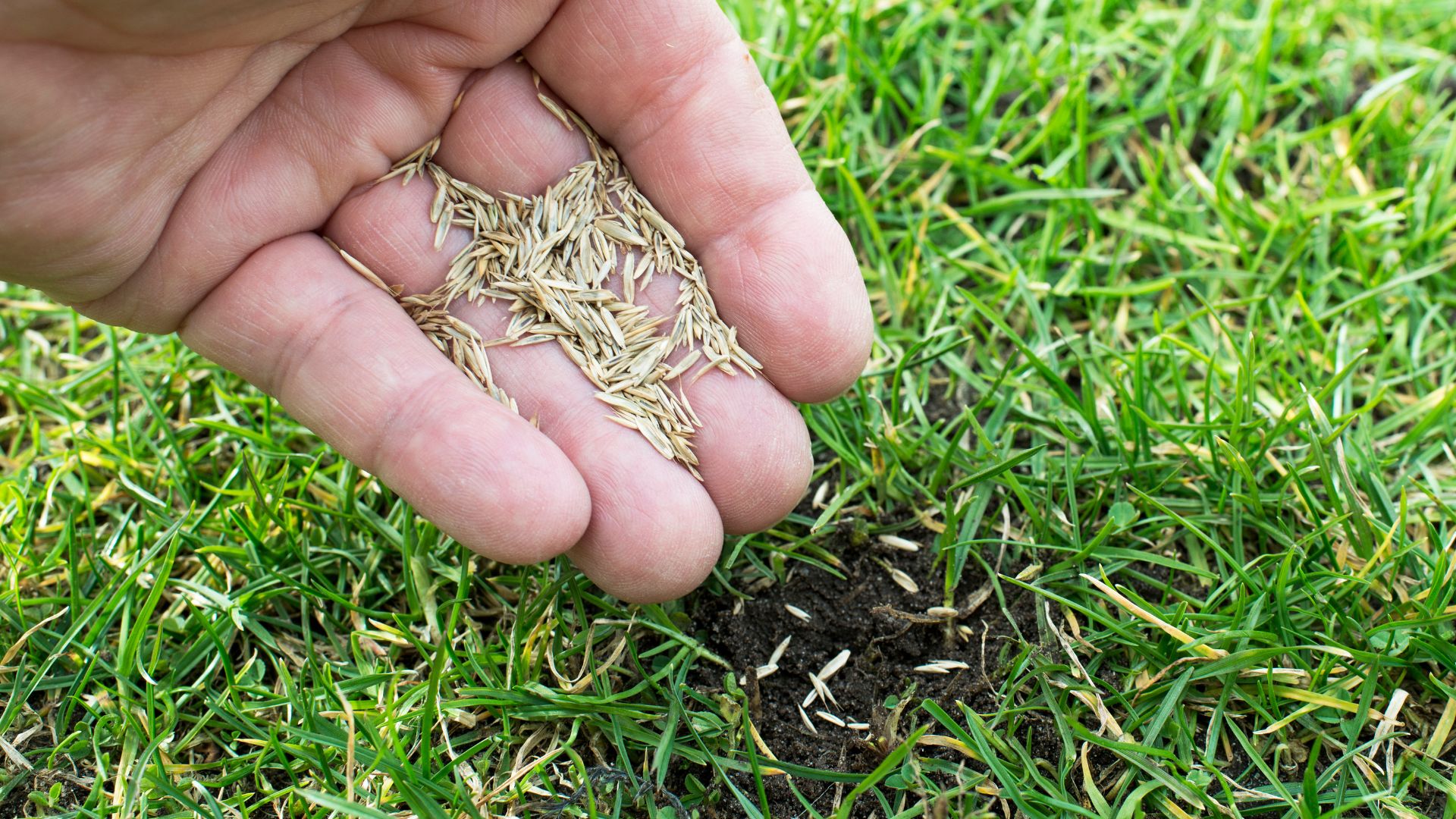 Grass seeds