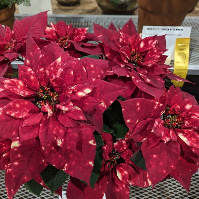 Poinsettia