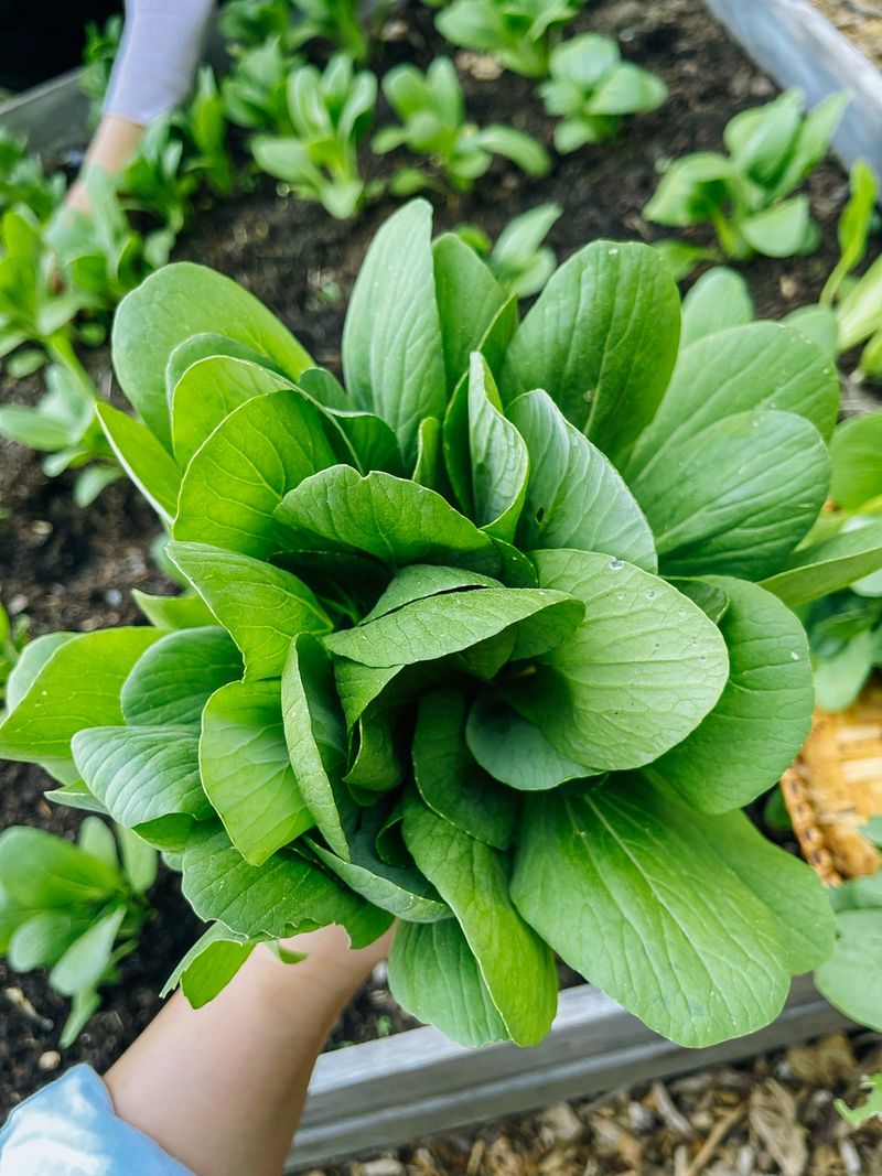 Bok Choy