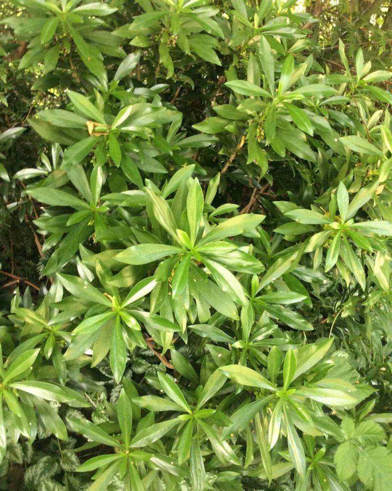 Japanese Spurge