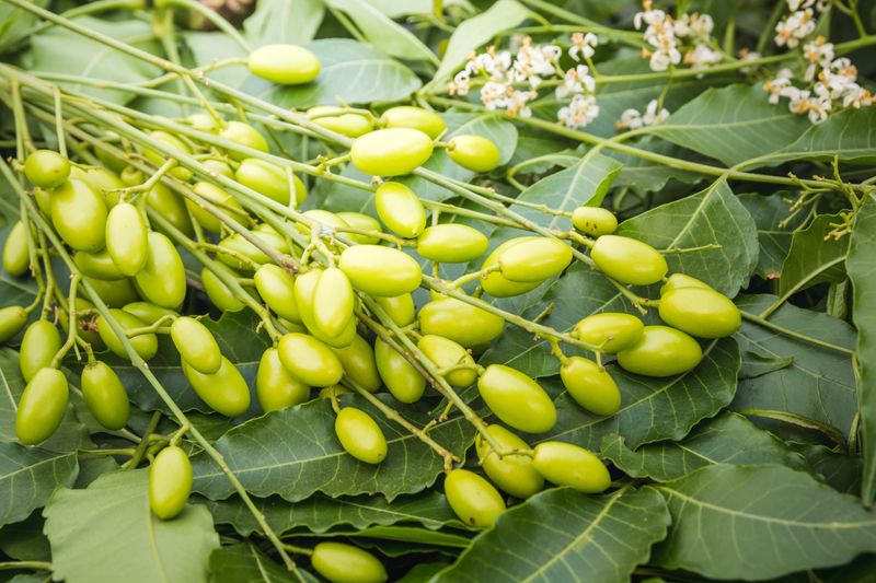Neem