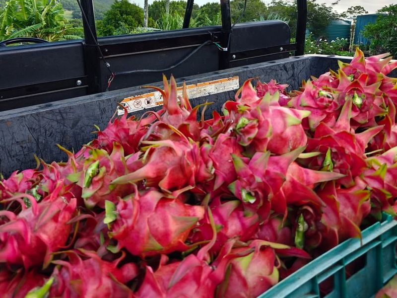 Picking the Perfect Harvest Time