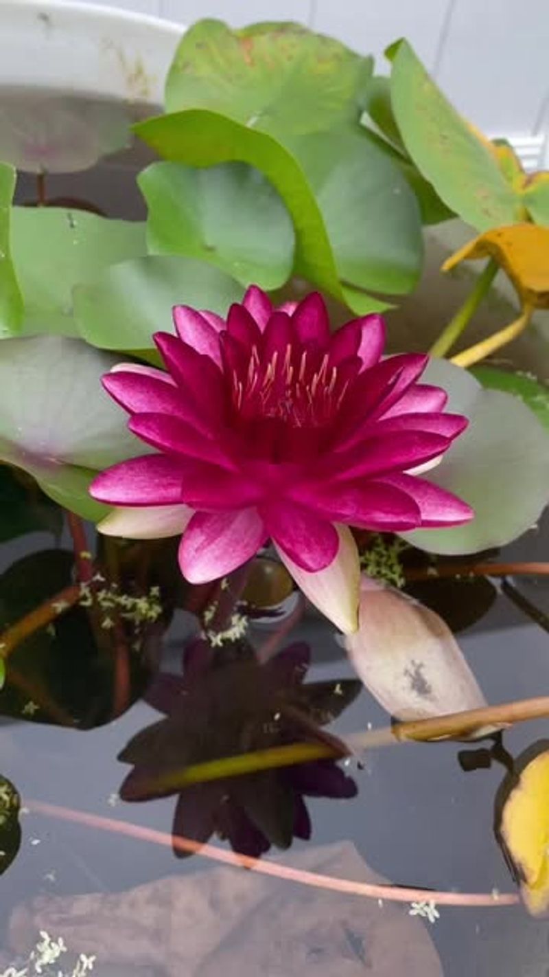 Congo Water Lily