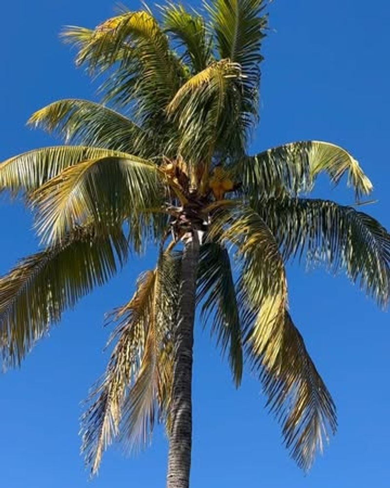 Coconut Palm (Cocos Nucifera)