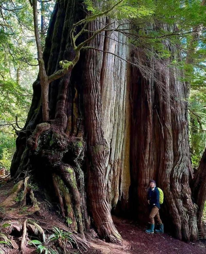 Giant Tulip Tree (Liriodendron tulipifera)