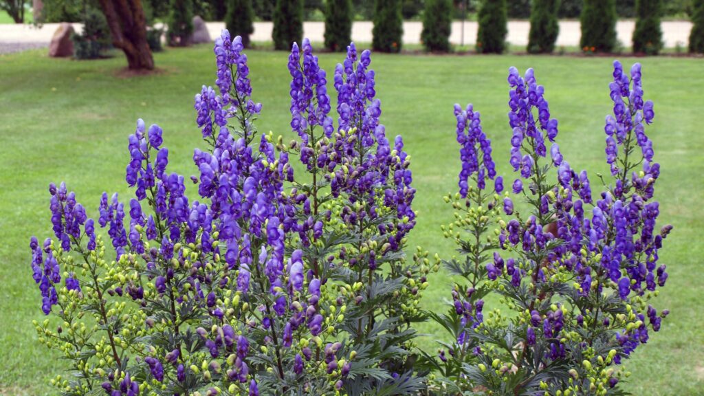 monkshood