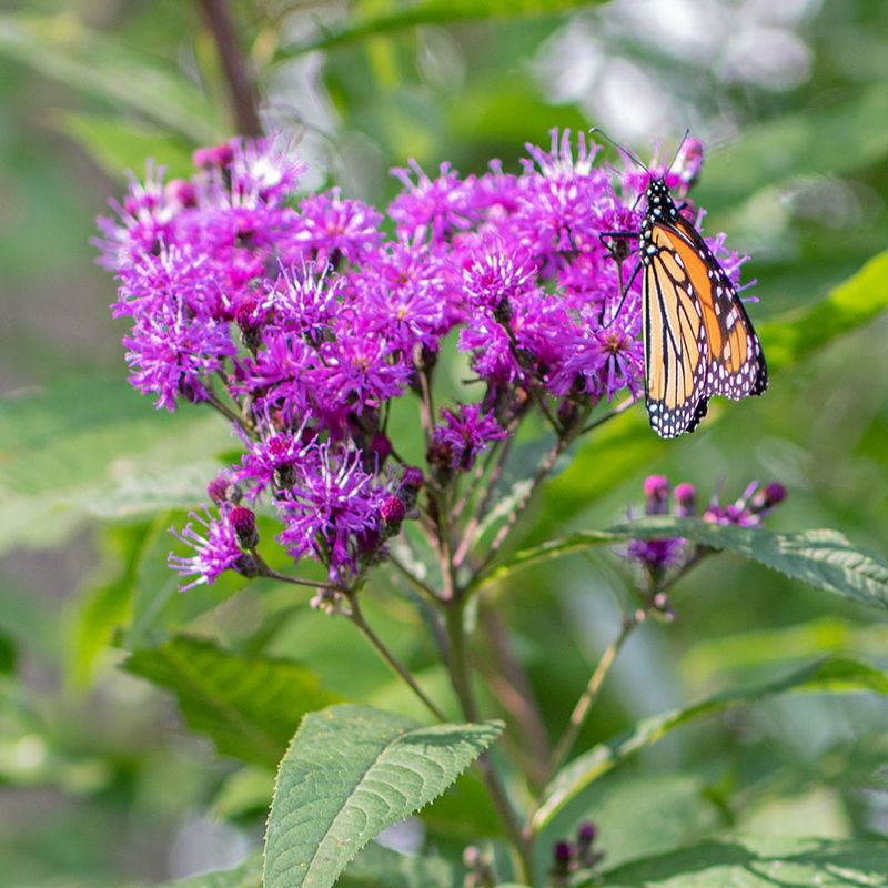 Ironweed