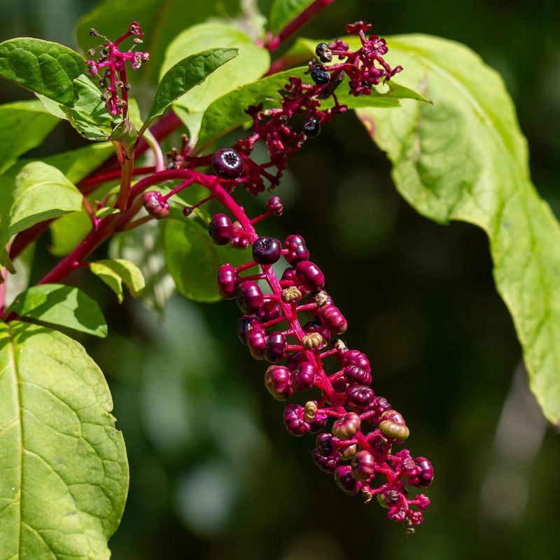 Pokeweed