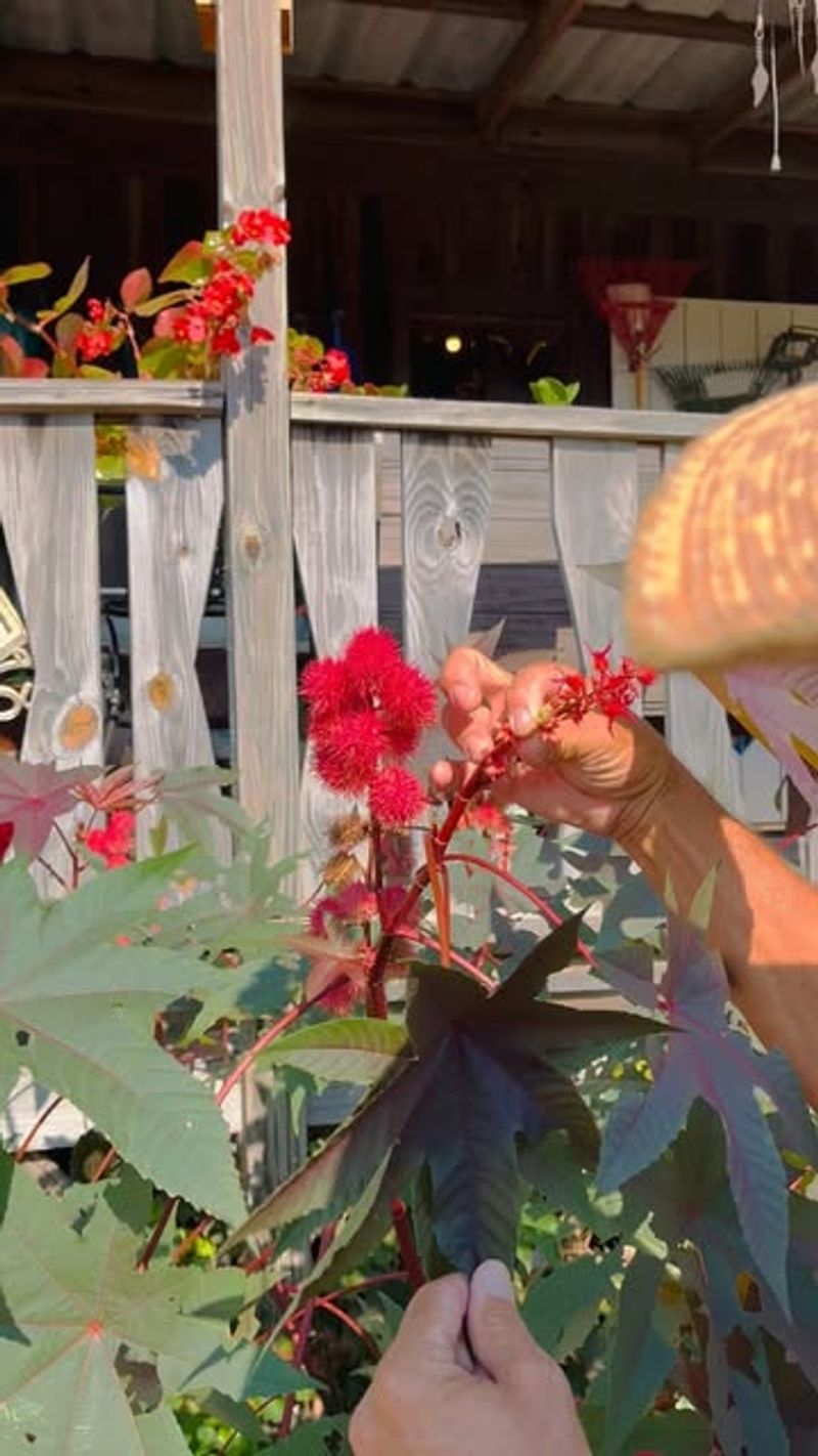 Castor Bean Plant