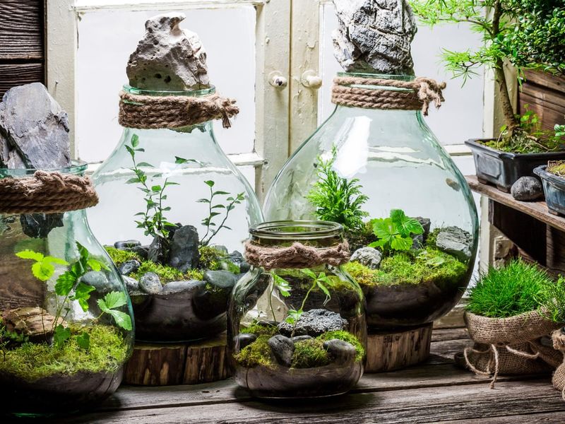 Terrariums & Glass Gardens