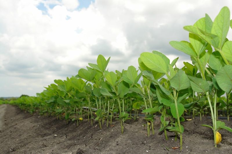 Fertilizer Runoff