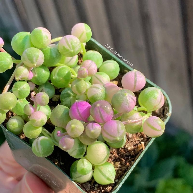 Variegated String of Pearls