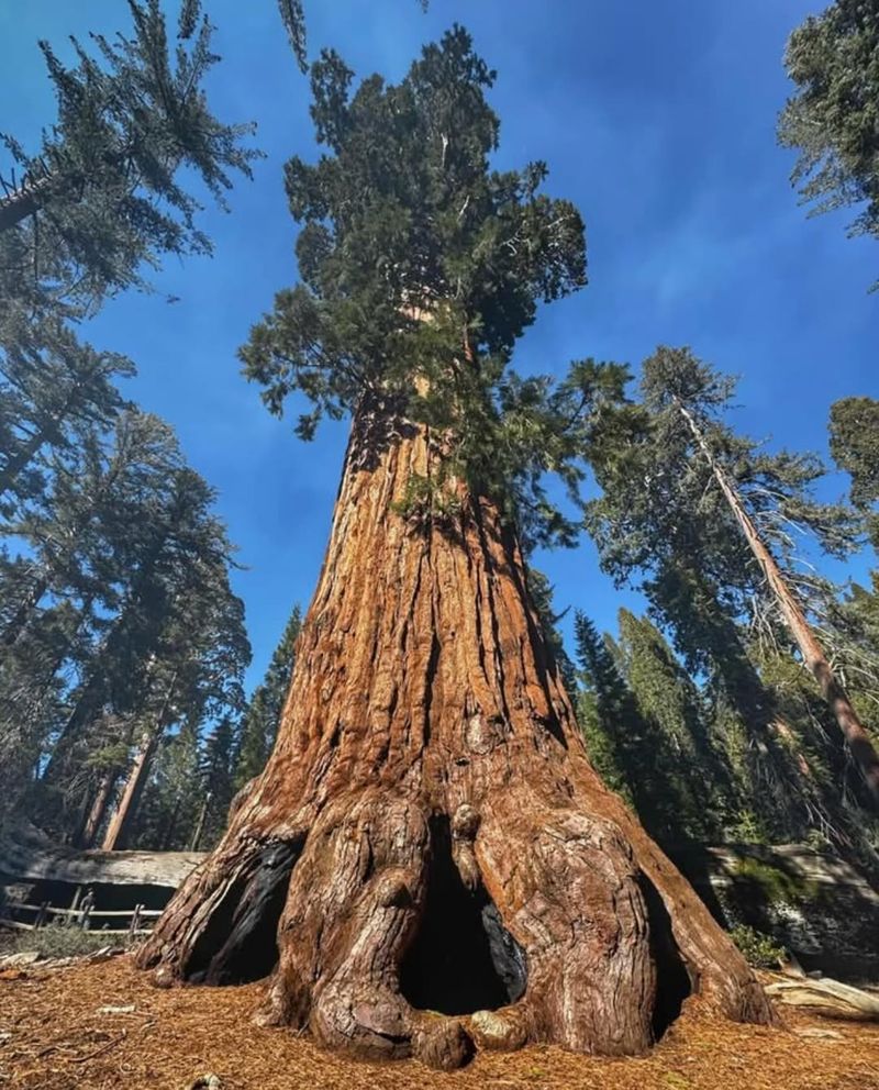 Giant Sequoia