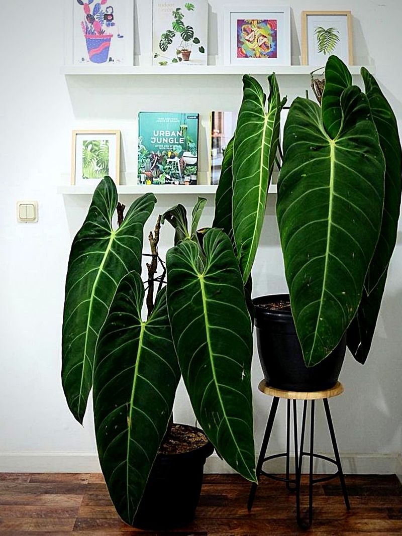 Large-Scale Indoor Plants