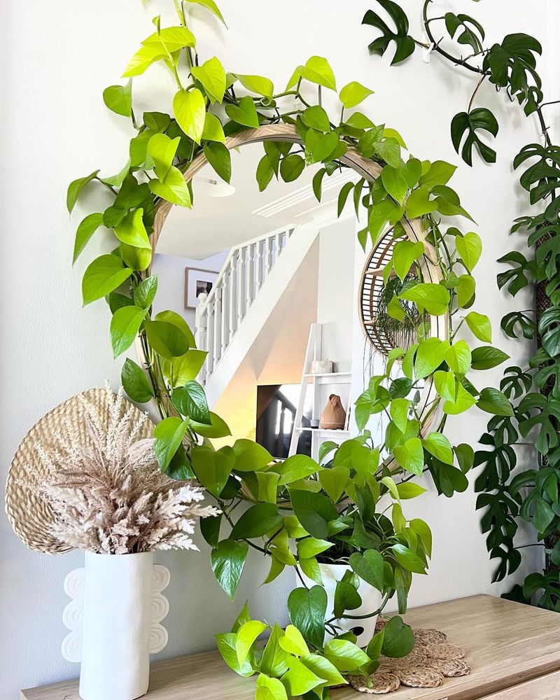 Neon Pothos